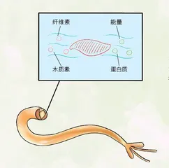 给裸蛤吃点小“零食”1