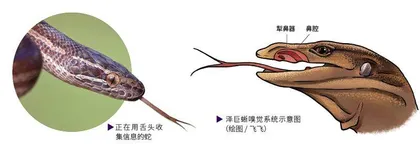 嘴巴也来闻一闻?藏在口腔里的犁鼻器3