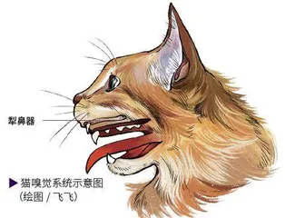 嘴巴也来闻一闻?藏在口腔里的犁鼻器4