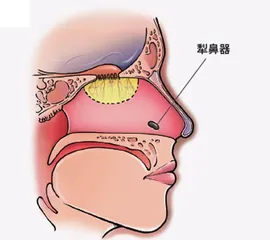 嘴巴也来闻一闻?藏在口腔里的犁鼻器5