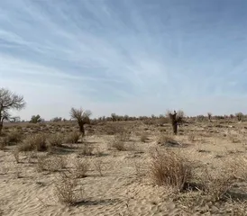 探访沙漠绿洲