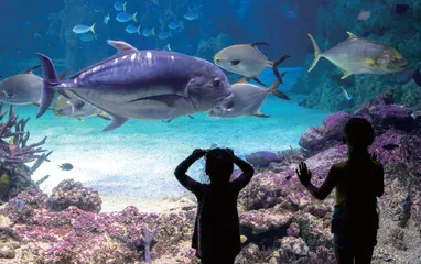 少年海洋生物学家养成记