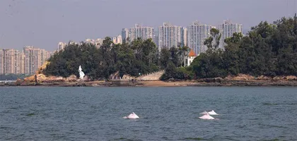 我为海豚建档案1