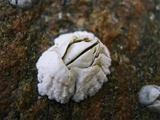 甩不掉的麻烦:藤壶1