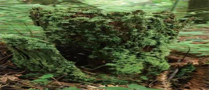 苔藓植物森林中的“调音师”