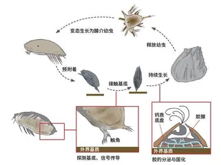 甩不掉的麻烦:藤壶2