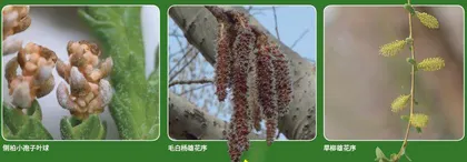 小花粉大能耐1