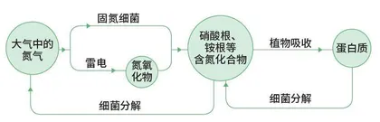 苔藓植物森林中的“调音师”4
