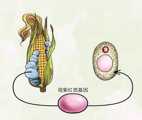 光能酵母:阳光下快乐成长1