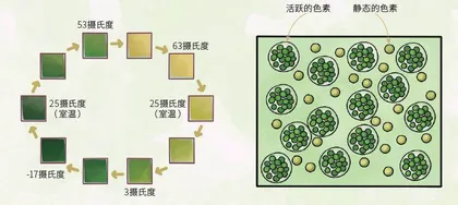 仿生叶片:树荫深处的“变色龙”2