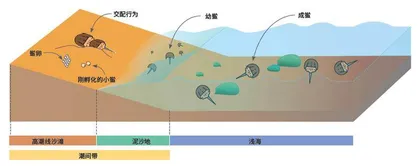 中国鲎来自滨海的“盔甲隐士”2