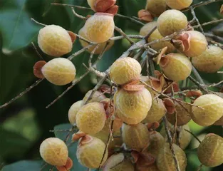 落叶无忧 花开无患1