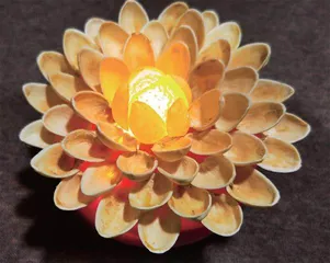 落叶无忧 花开无患4