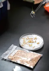 水稻种子的太空旅行1
