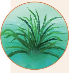 垒石为墙,海草为顶的生态民居5