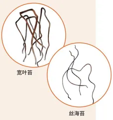 垒石为墙,海草为顶的生态民居6