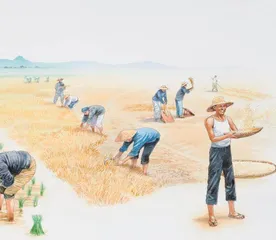 湿地与农业的结合:水稻田1