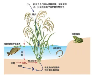湿地与农业的结合:水稻田2