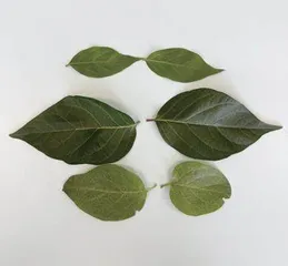 嫩叶与老叶光合作用强度有区别吗？
