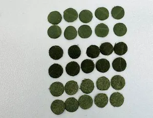嫩叶与老叶光合作用强度有区别吗?1