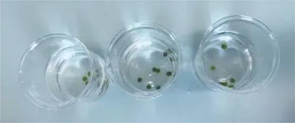 嫩叶与老叶光合作用强度有区别吗?5