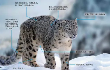 隐匿于冰川与旷野中的“大猫”
