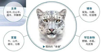 隐匿于冰川与旷野中的“大猫”1