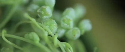 植物也会“唠嗑”吗？听听它们都聊了啥
