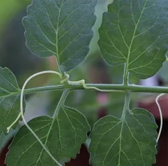 植物也会“唠嗑”吗?听听它们都聊了啥2