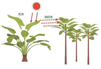 植物也会“唠嗑”吗?听听它们都聊了啥3