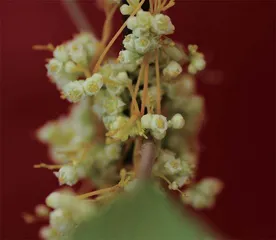 植物也会“唠嗑”吗?听听它们都聊了啥5