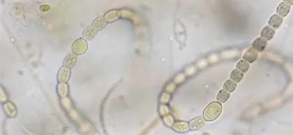 诗意满江红 不起眼的庞然大物3