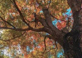 给古树做体检