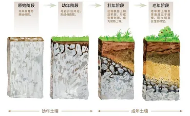苔藓植物能把岩石变成土壤吗?1