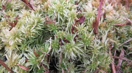 苔藓植物能把岩石变成土壤吗?3