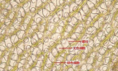 泥炭藓的生存智慧2