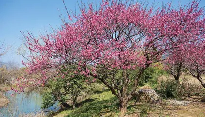 竺可桢曲线:揭秘中国近5000年气候变迁3