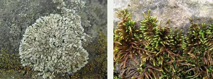 苔藓植物能把岩石变成土壤吗?5