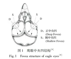 基于鹰视顶盖响应和对比度感应机制的海上目标检测算法