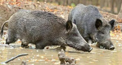 野猪也能横渡长江?4