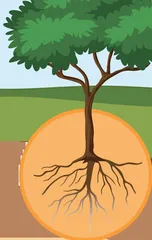 所有的土壤都适合种树吗?2