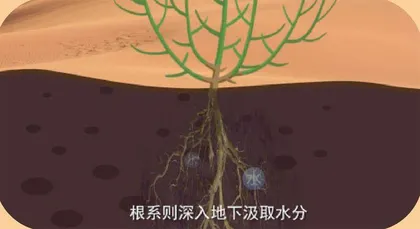 所有的土壤都适合种树吗?5