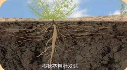 所有的土壤都适合种树吗?7