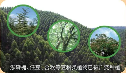 所有的土壤都适合种树吗?8