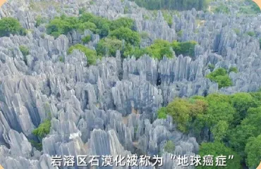所有的土壤都适合种树吗?9