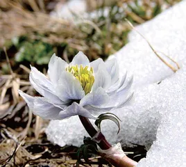 冰天雪地,为何也有植物开花?1