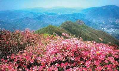 冰天雪地,为何也有植物开花?2