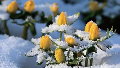 冰天雪地,为何也有植物开花?4