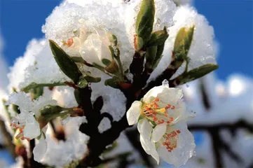 冰天雪地,为何也有植物开花?5