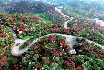 冰天雪地,为何也有植物开花?6